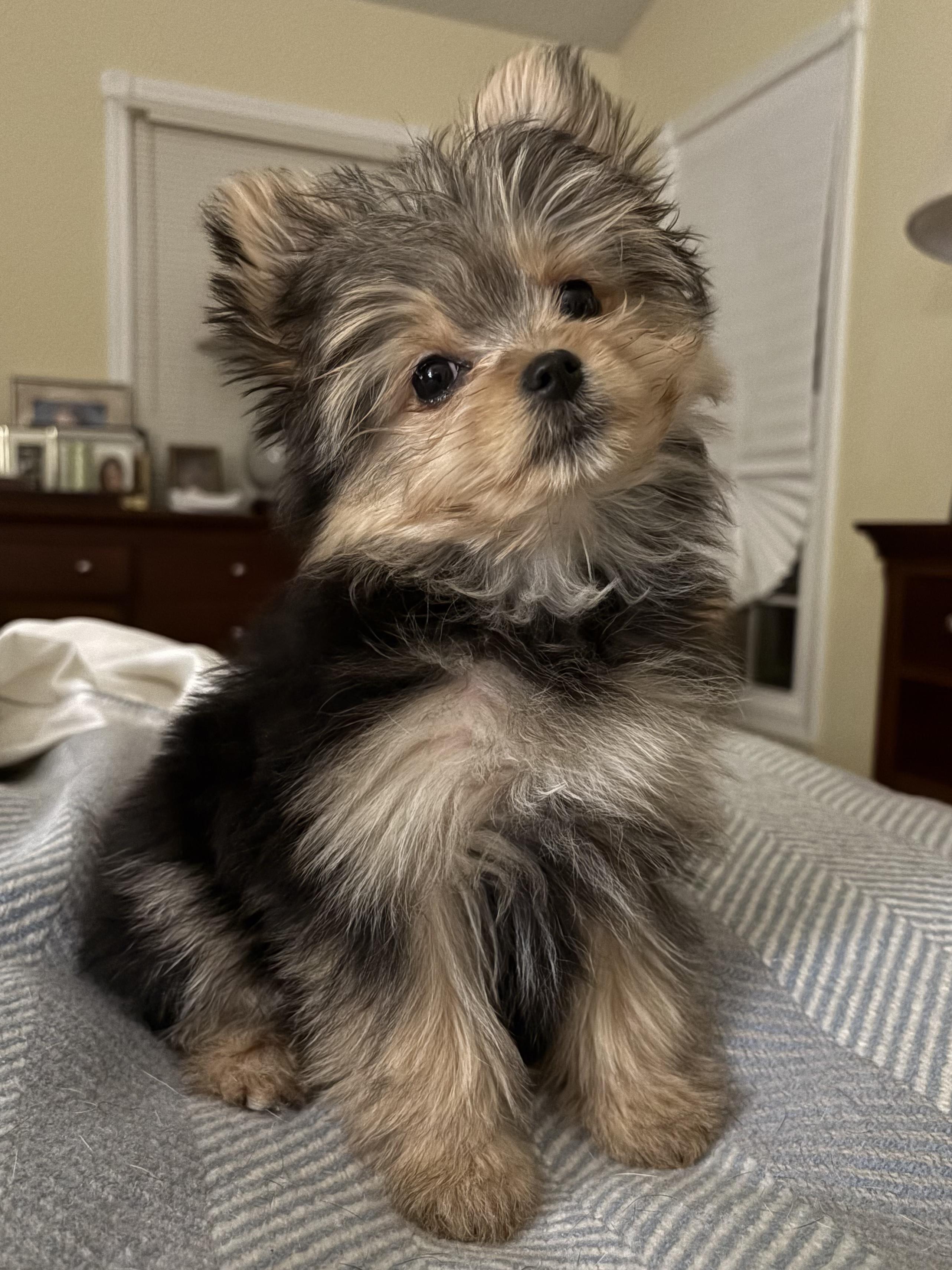 Melody, adopted, Young Female Yorkshire Terrier & Pomeranian.
