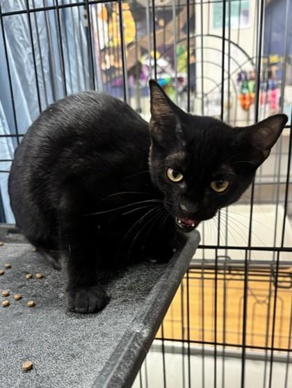 Nintendo, Adoptable, Kitten Male Domestic Short Hair & Domestic Short Hair.
