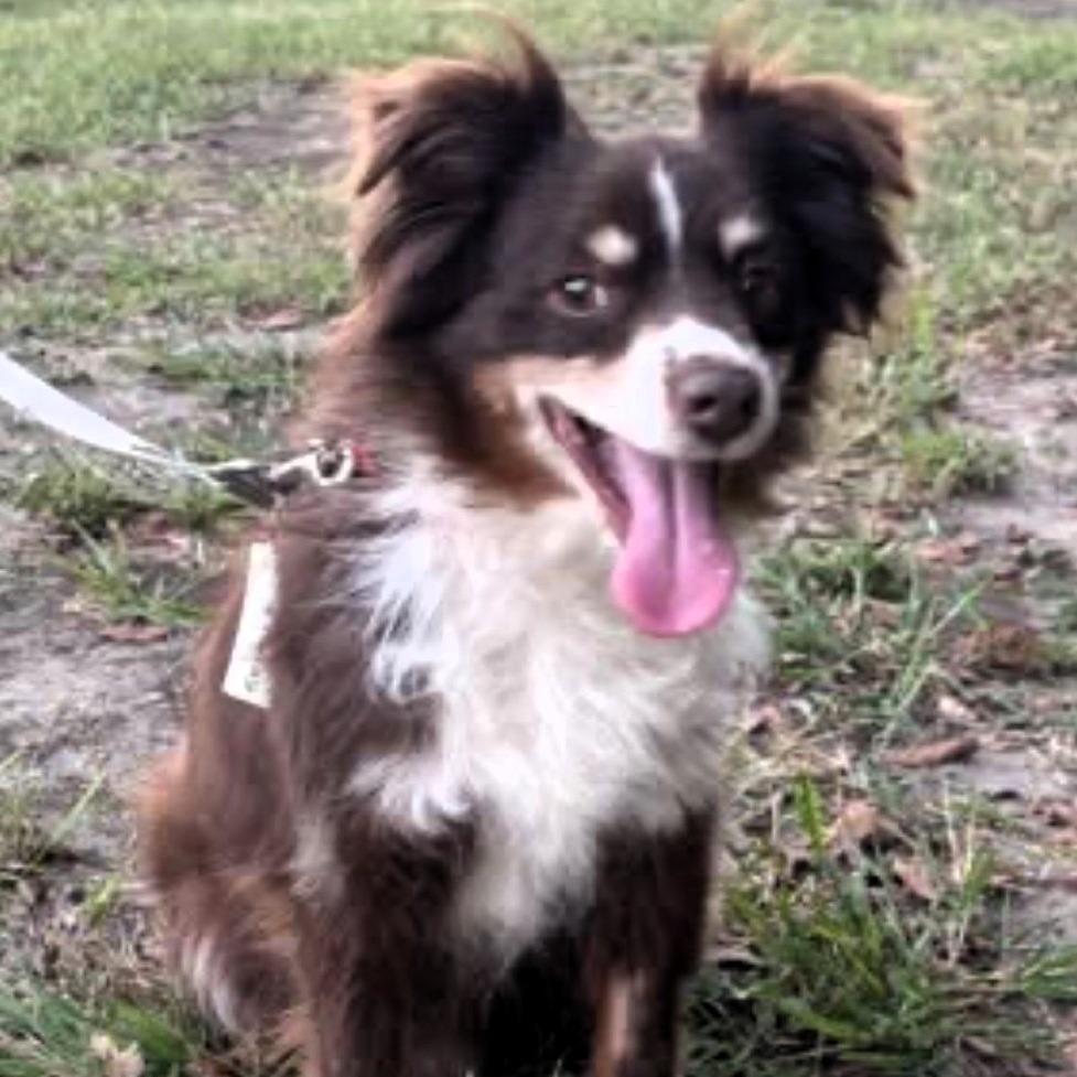 Auzie, Adoptable, Senior Male Australian Shepherd.