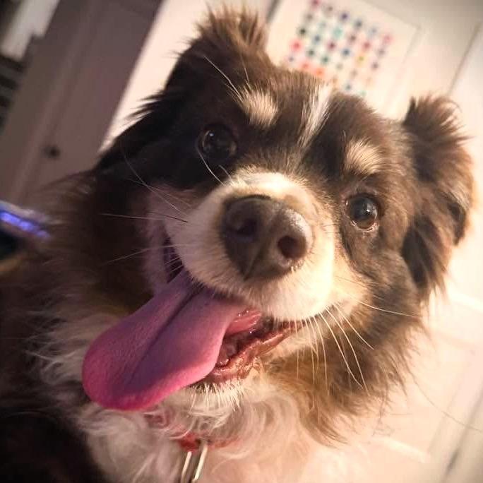 Enlarge Auzie, a Adoptable Australian Shepherd in Shawnee, KS image 2/3