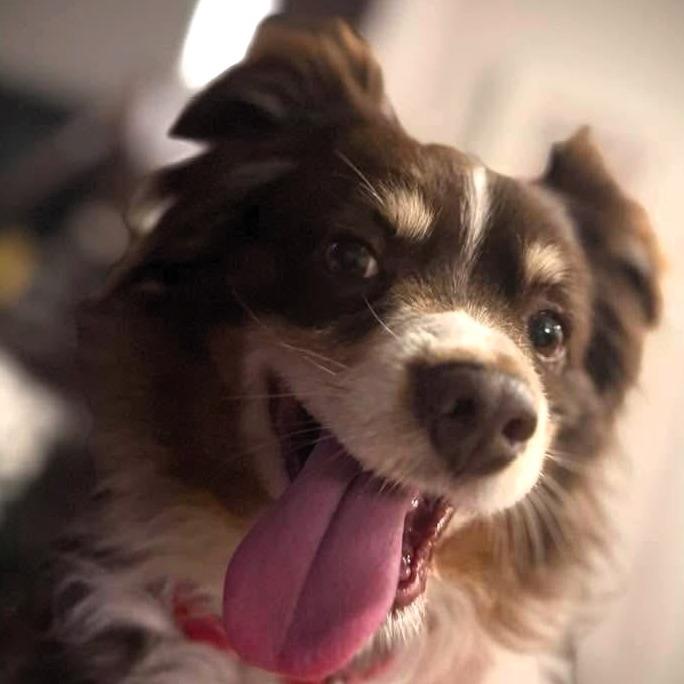 Enlarge Auzie, a Adoptable Australian Shepherd in Shawnee, KS image 3/3