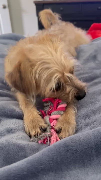 Bella Luna - Adoptable Pet | Petfinder