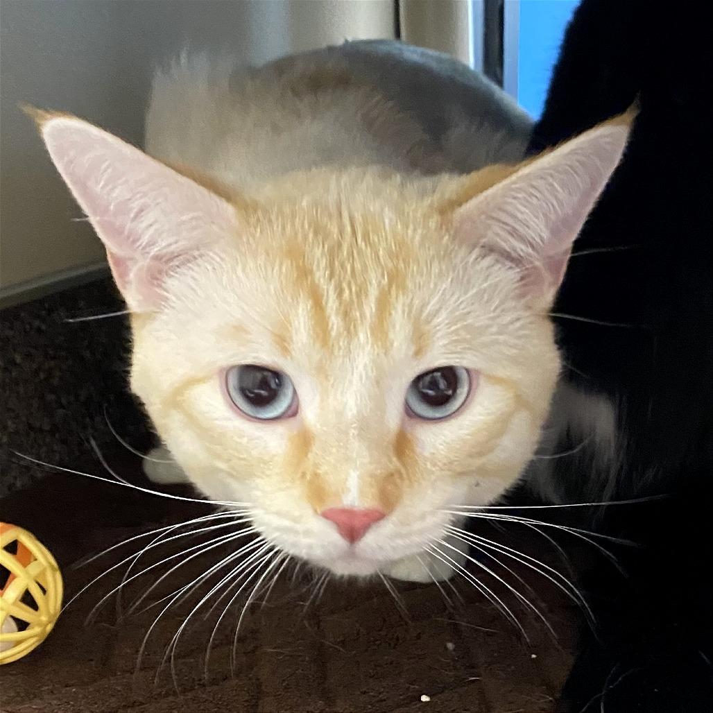 Duck, Adoptable, Young Male Domestic Medium Hair.