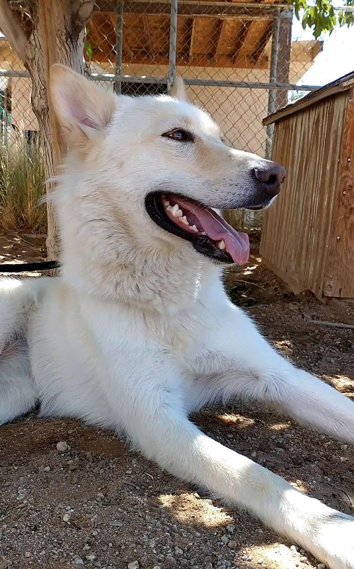 Daisy, Adoptable, Adult Female German Shepherd Dog & Husky.