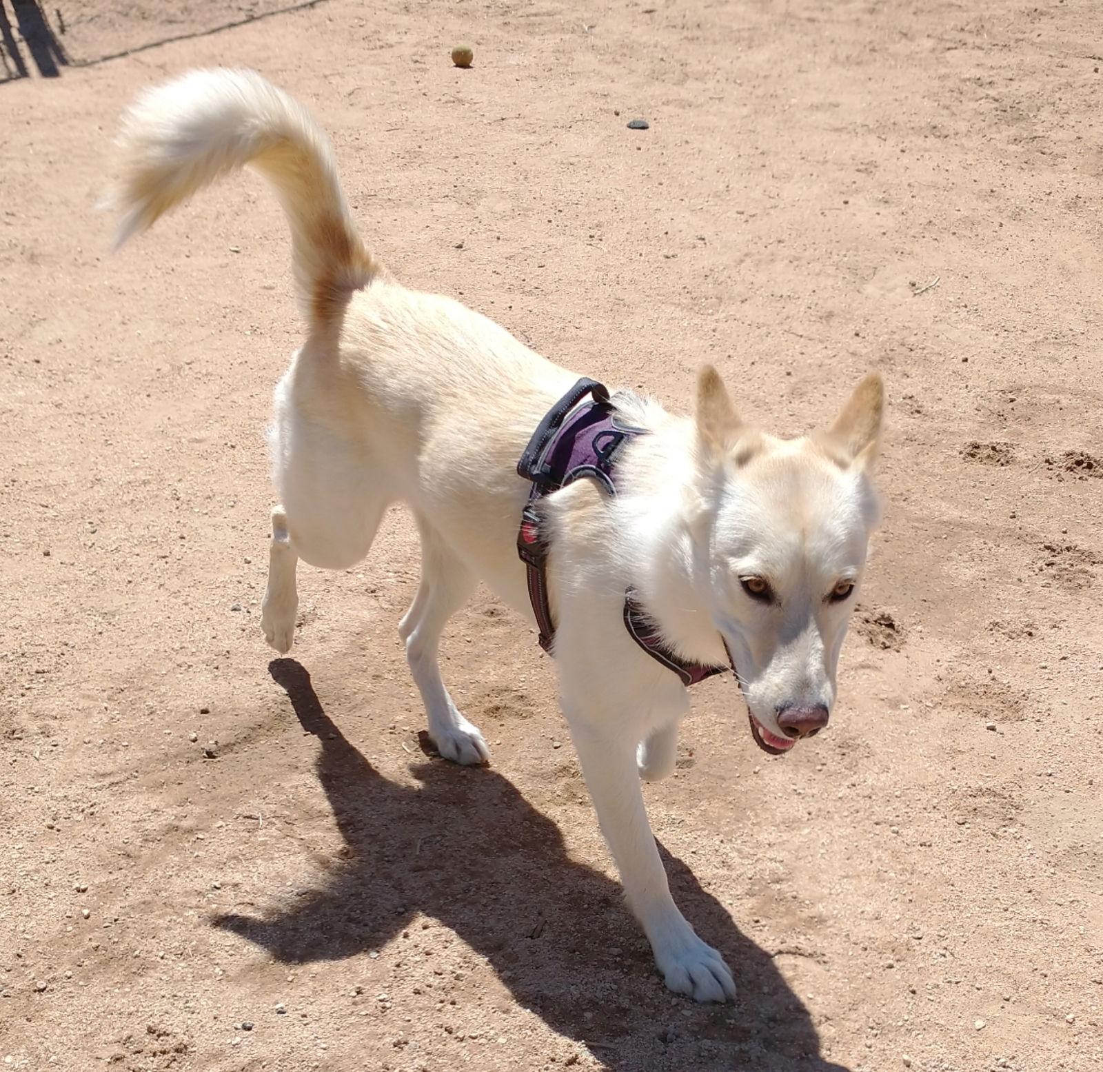 Daisy, a Adoptable mixed breed in Apple Valley, CA image 2/3