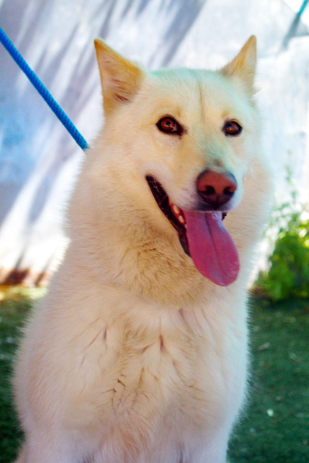 Daisy, a Adoptable mixed breed in Apple Valley, CA image 3/3