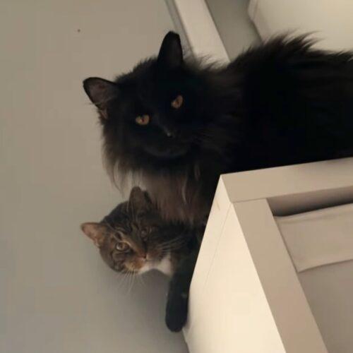 Enlarge Mr. Meow, a Adoptable Domestic Long Hair in Fishers, IN image 1/5