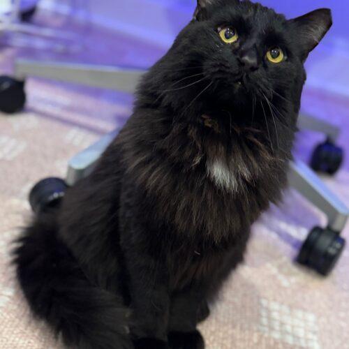 Enlarge Mr. Meow, a Adoptable Domestic Long Hair in Fishers, IN image 2/5