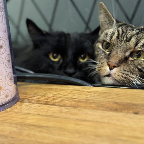 Enlarge Mr. Meow, a Adoptable Domestic Long Hair in Fishers, IN image 4/5