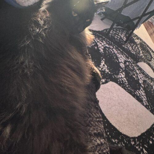 Enlarge Mr. Meow, a Adoptable Domestic Long Hair in Fishers, IN image 5/5