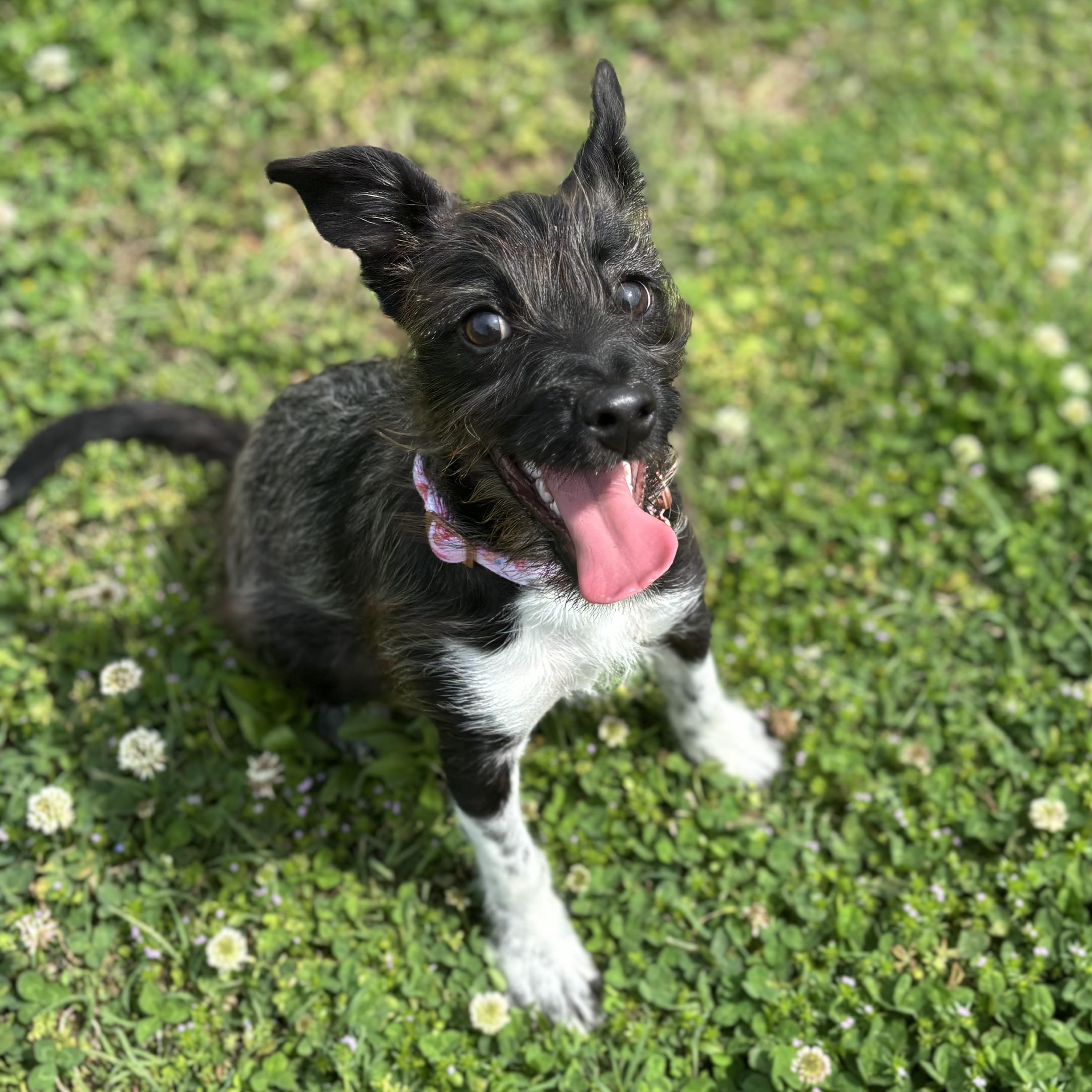 Enlarge Julep, an adopted mixed breed in Lowell, AR image 2/6