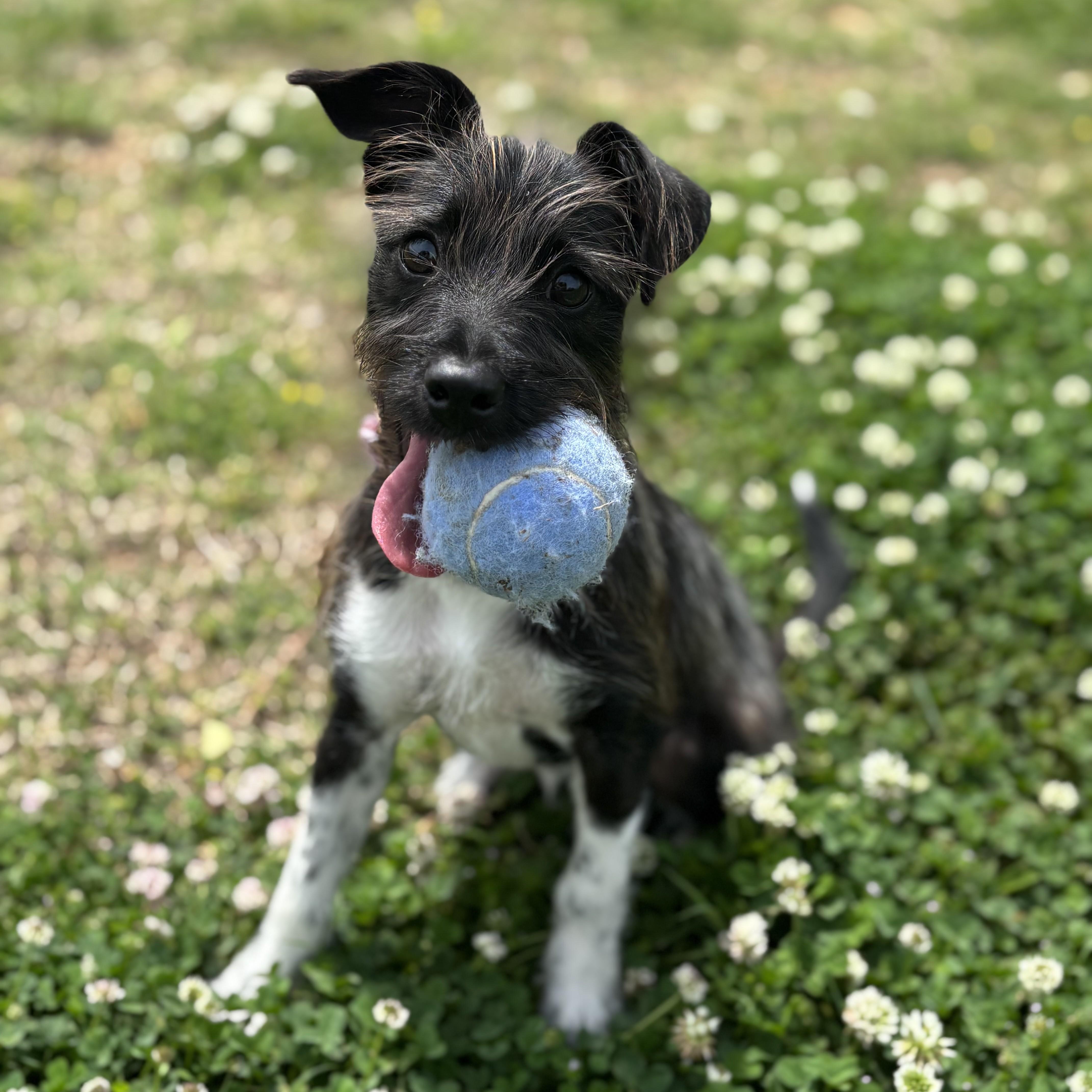 Enlarge Julep, an adopted mixed breed in Lowell, AR image 5/6