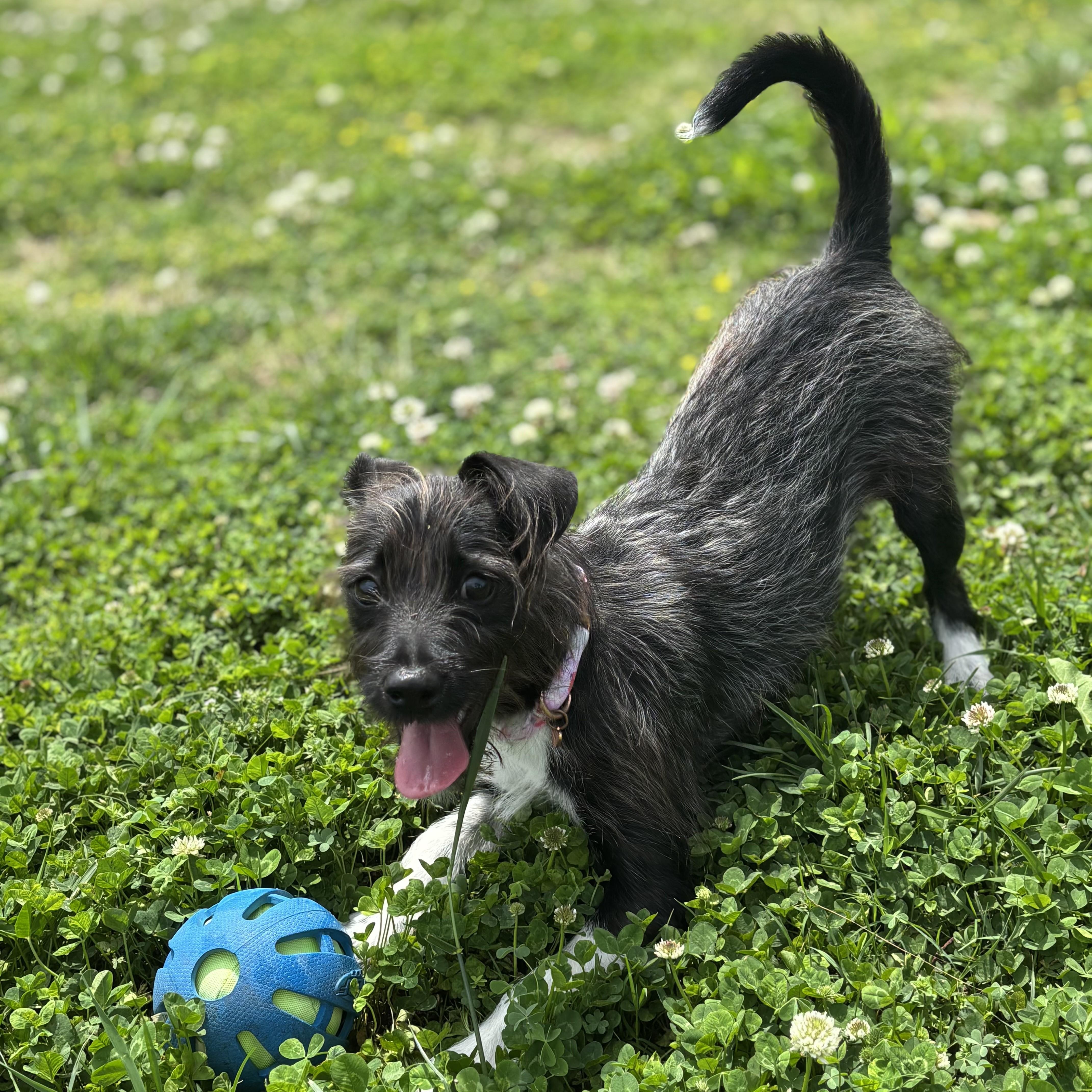 Enlarge Julep, an adopted mixed breed in Lowell, AR image 4/6