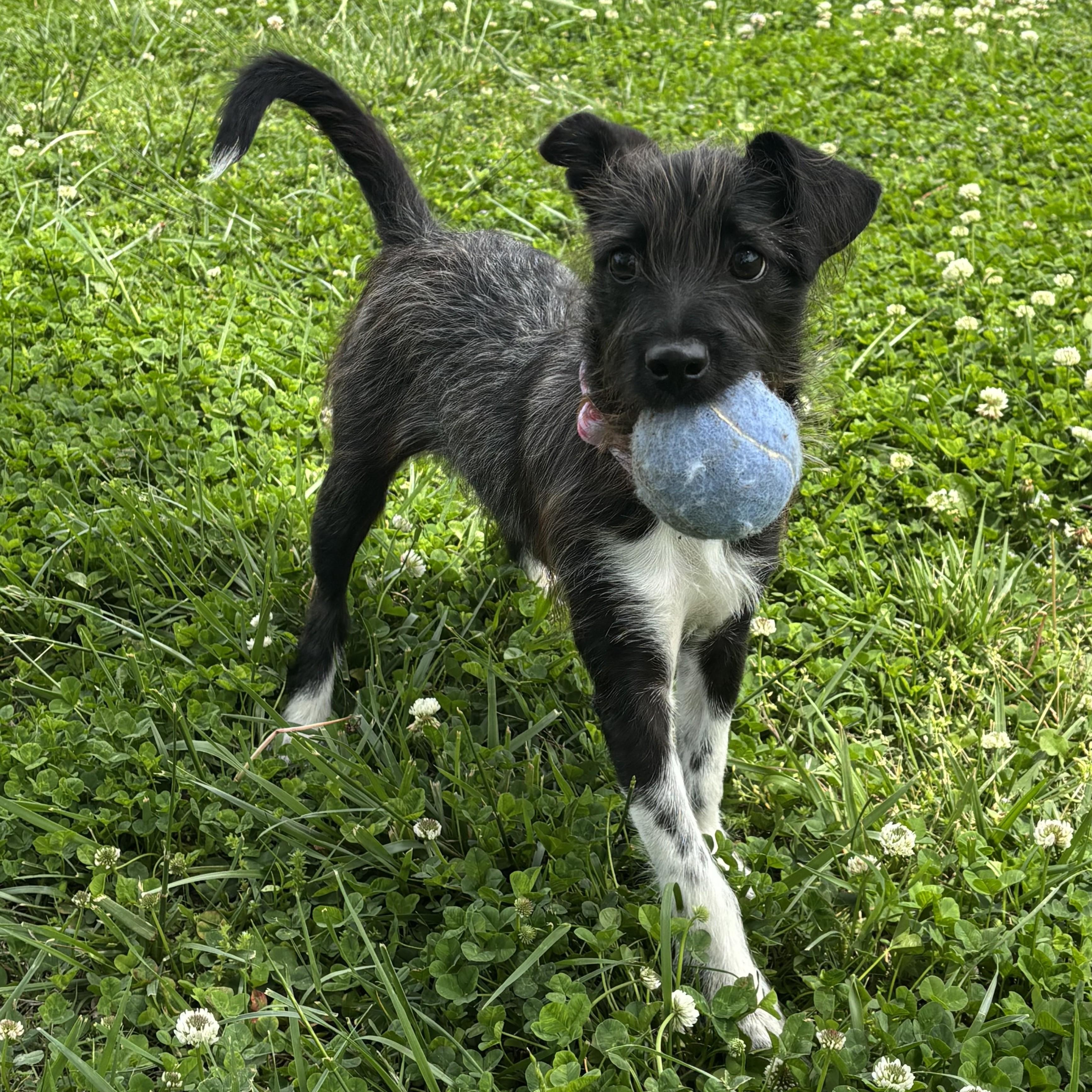 Enlarge Julep, an adopted mixed breed in Lowell, AR image 3/6
