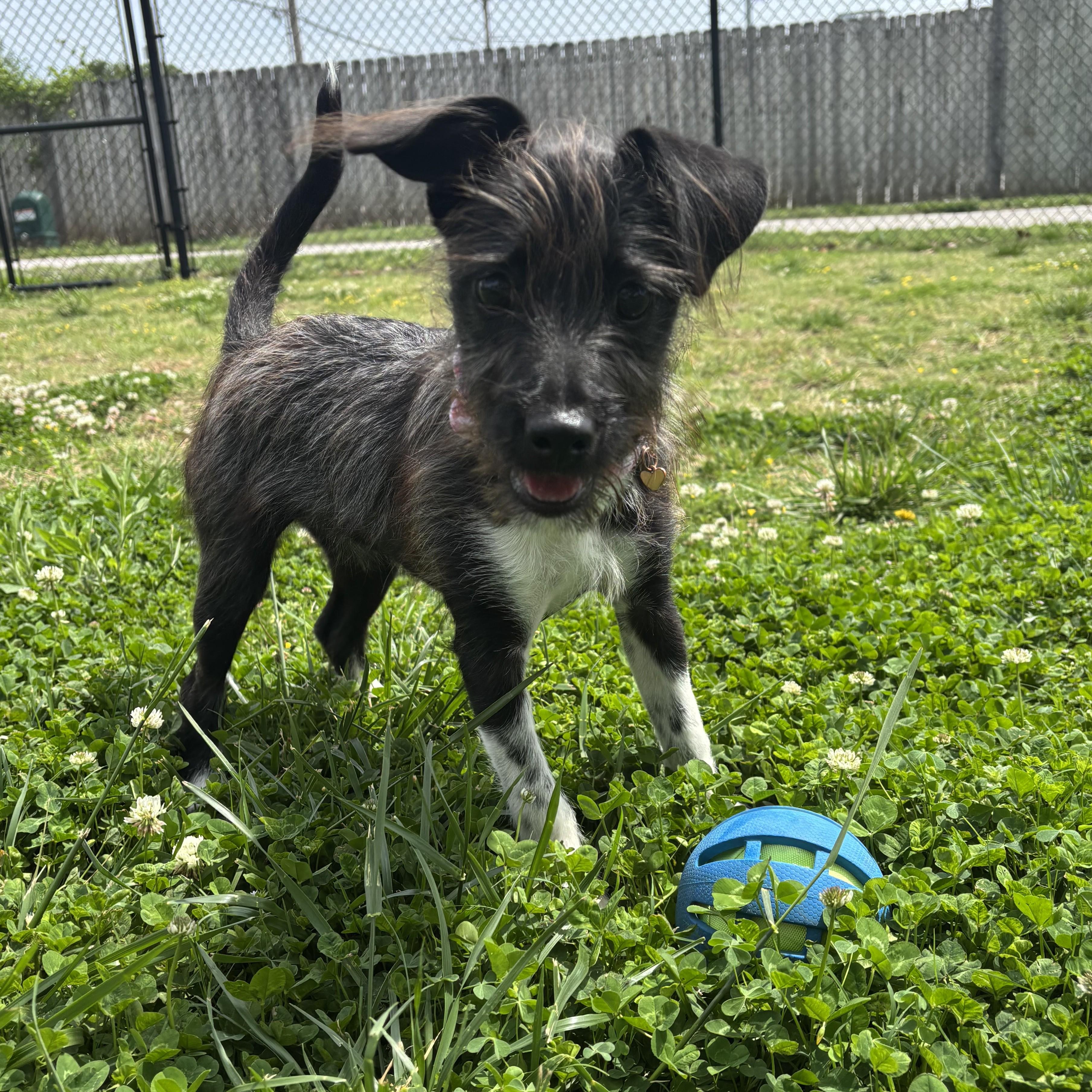 Enlarge Julep, an adopted mixed breed in Lowell, AR image 6/6