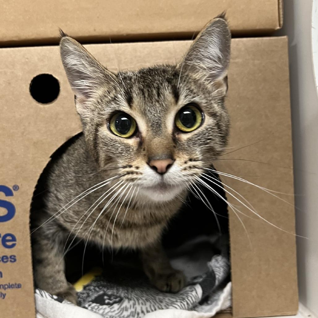 Pineapple, Adoptable, Young Female Domestic Short Hair.