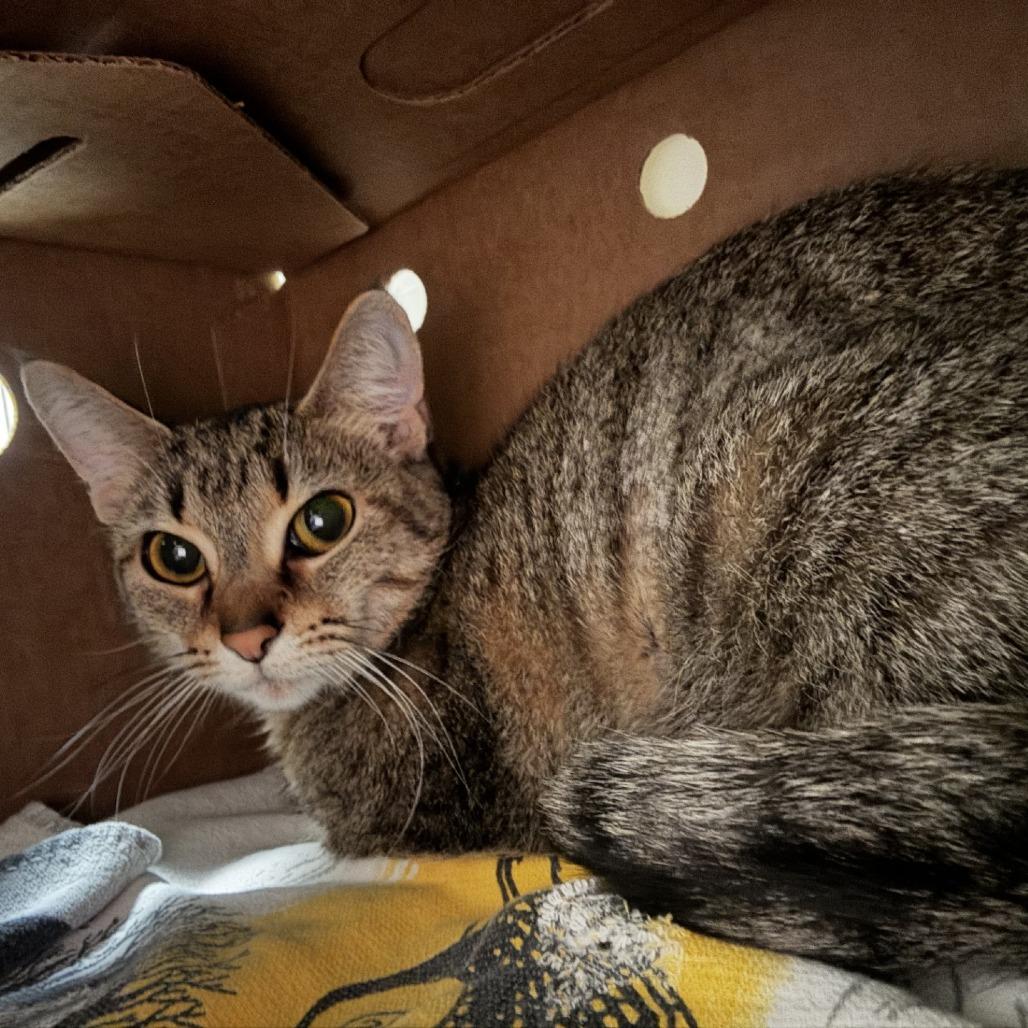 Enlarge Pineapple, a Adoptable Domestic Short Hair in Novelty, OH image 2/2