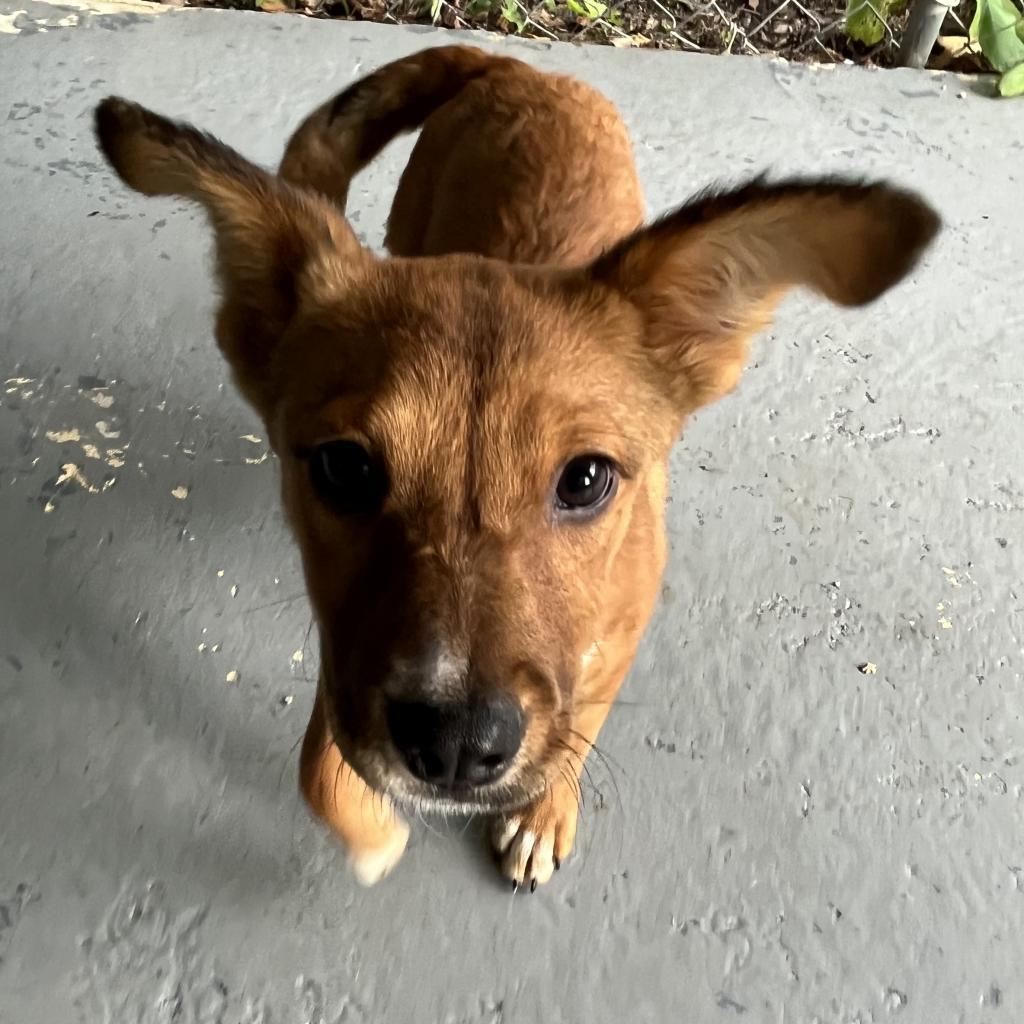 Enlarge July, a Adoptable Mixed Breed in Lindenwold, NJ image 1/1