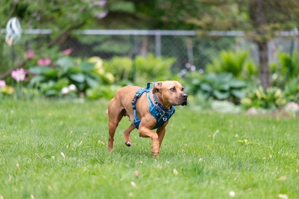 Henry, Adoptable, Young Male Mixed Breed.