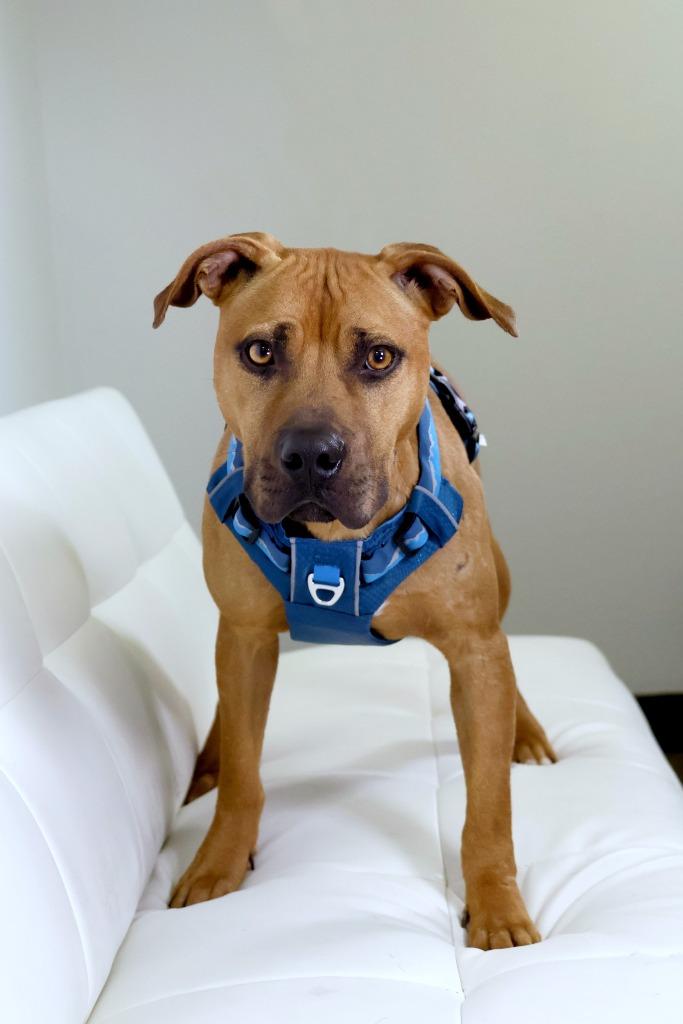 Enlarge Henry, a Adoptable Mixed Breed in Savage, MN image 1/3