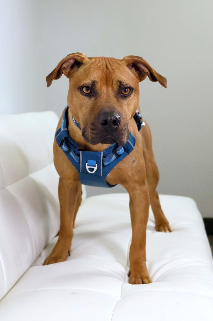 Enlarge Henry, a Adoptable Mixed Breed in Savage, MN image 2/3