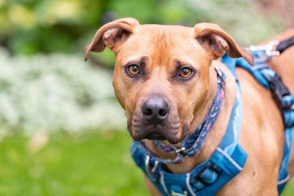 Henry, a Adoptable Mixed Breed in Savage, MN image 2/5