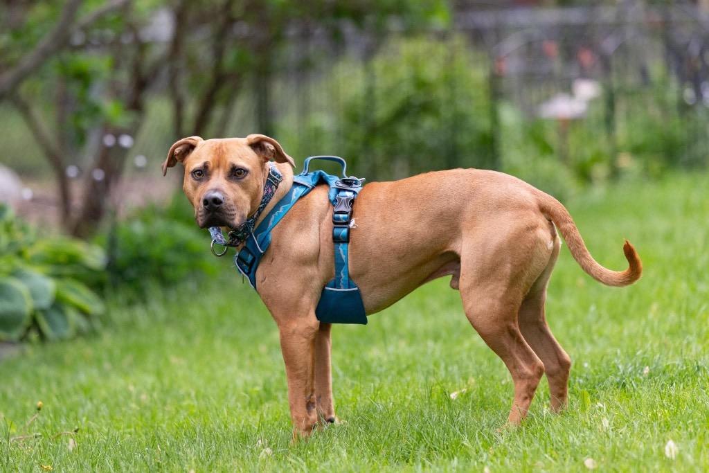 Henry, a Adoptable Mixed Breed in Savage, MN image 3/5
