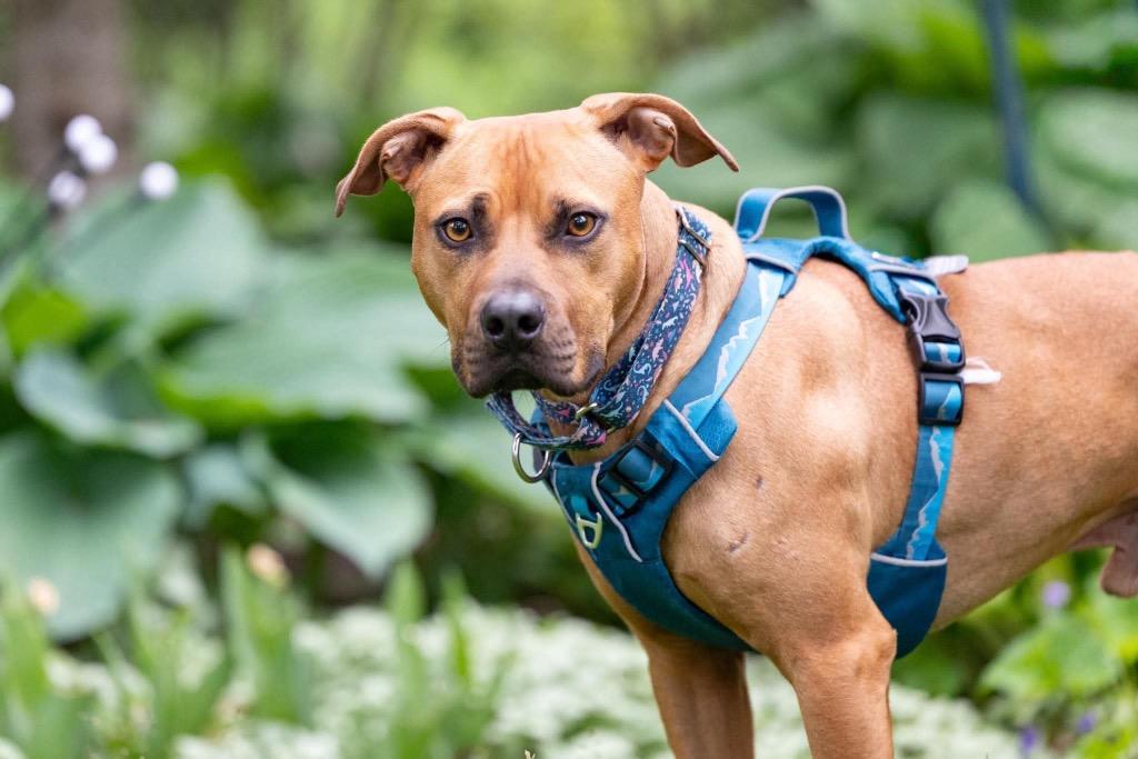 Henry, a Adoptable Mixed Breed in Savage, MN image 4/5