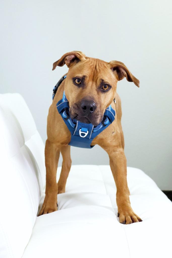 Enlarge Henry, a Adoptable Mixed Breed in Savage, MN image 3/3