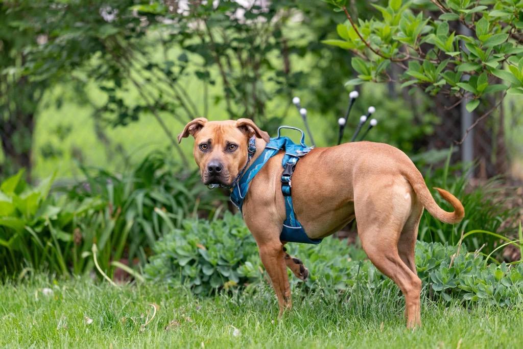 Henry, a Adoptable Mixed Breed in Savage, MN image 5/5