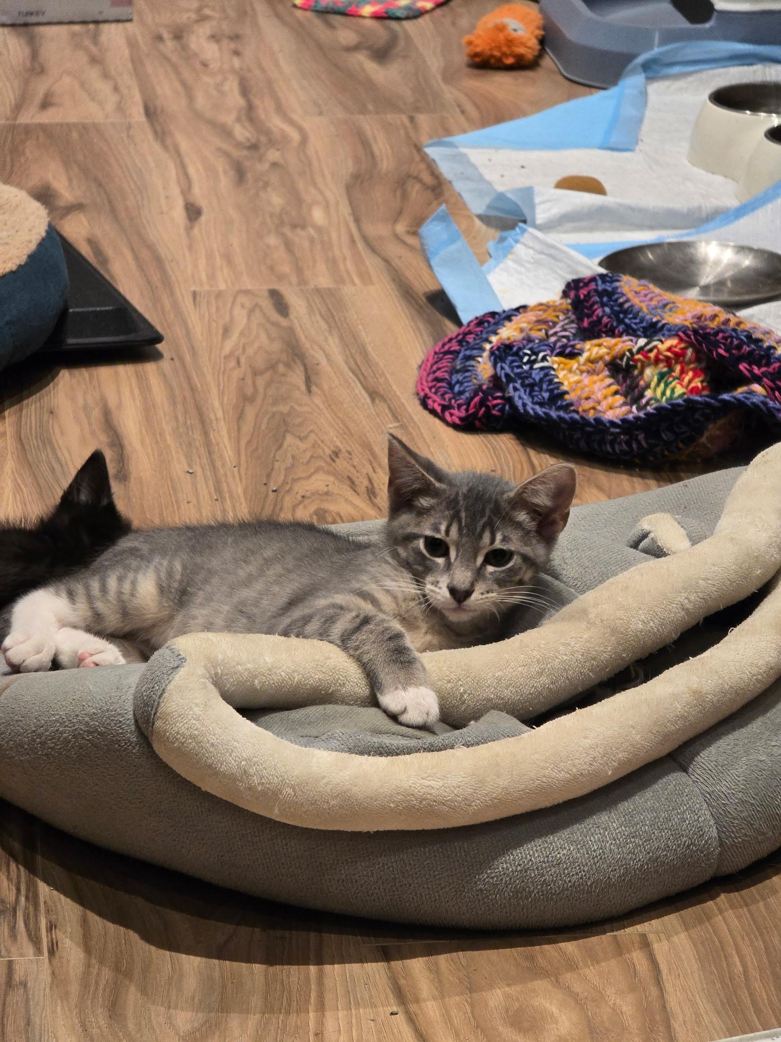 Storm, a Adoptable American Shorthair in Wadsworth, IL image 3/4