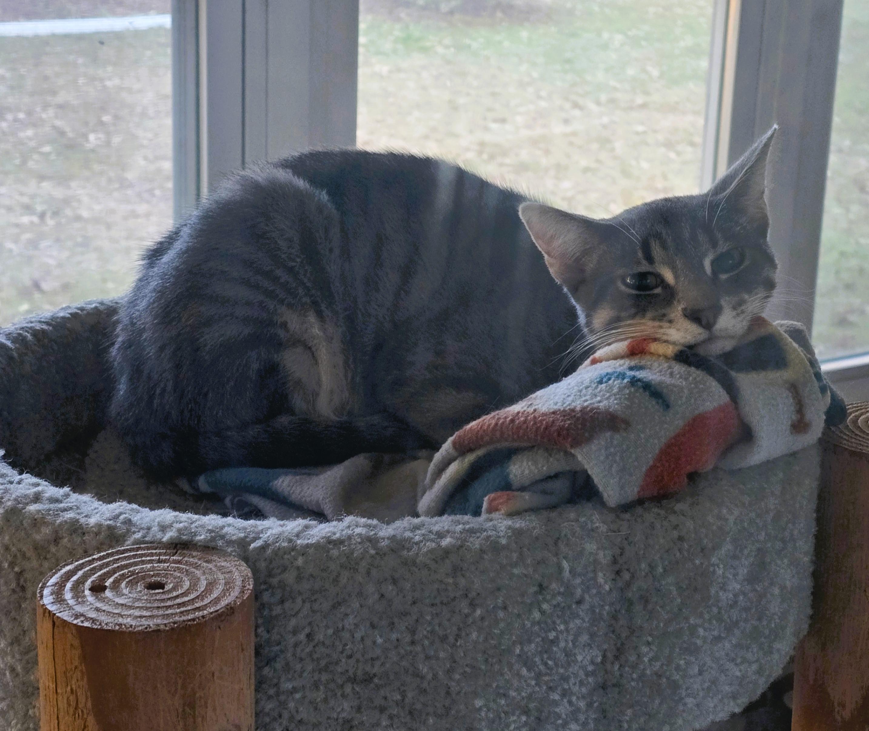 Storm, a Adoptable American Shorthair in Wadsworth, IL image 2/4