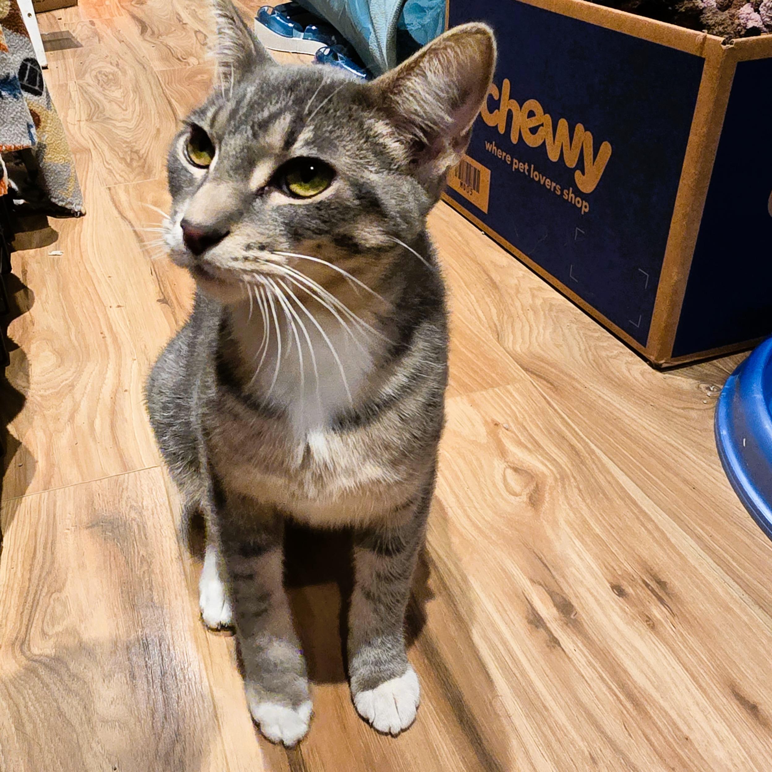 Storm, Adoptable, Young Male American Shorthair.