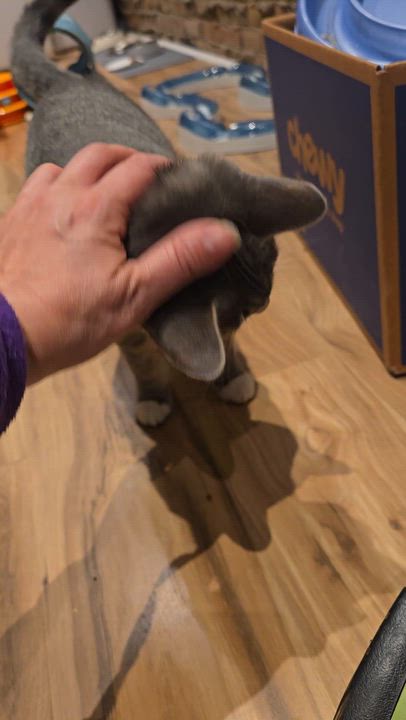 Enlarge Storm, a Adoptable American Shorthair in Wadsworth, IL video 4/4