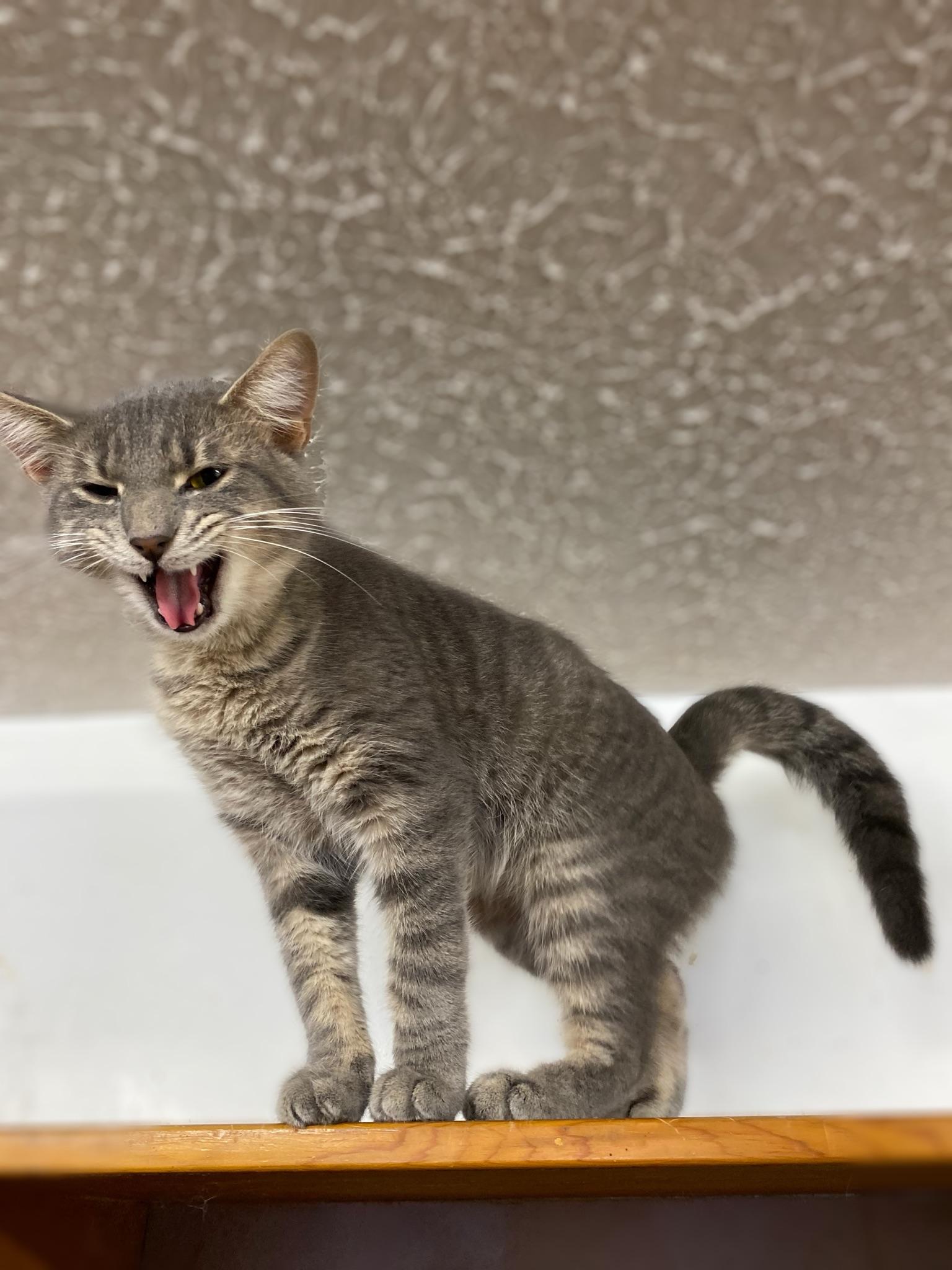 Enlarge Creech, a Adoptable Domestic Short Hair in Marion, IN image 1/2