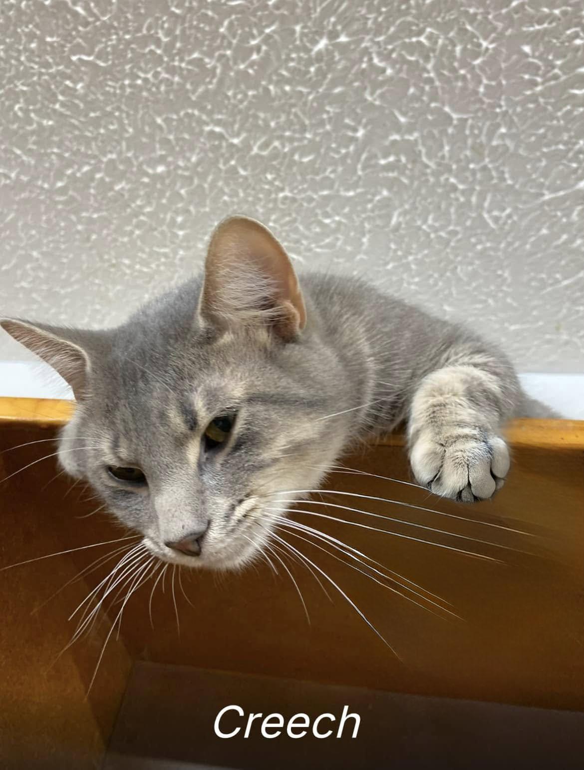 Creech, Adoptable, Young Male Domestic Short Hair.