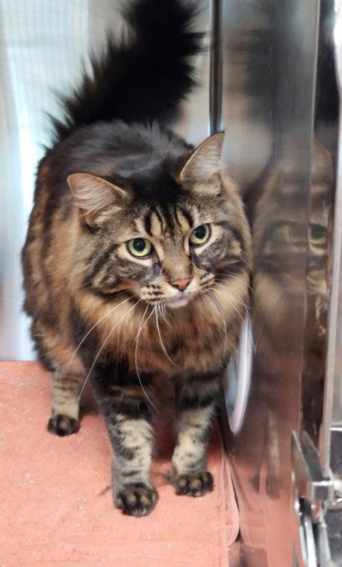 Mocha#, Adopted, Adult Female Domestic Long Hair & Maine Coon.