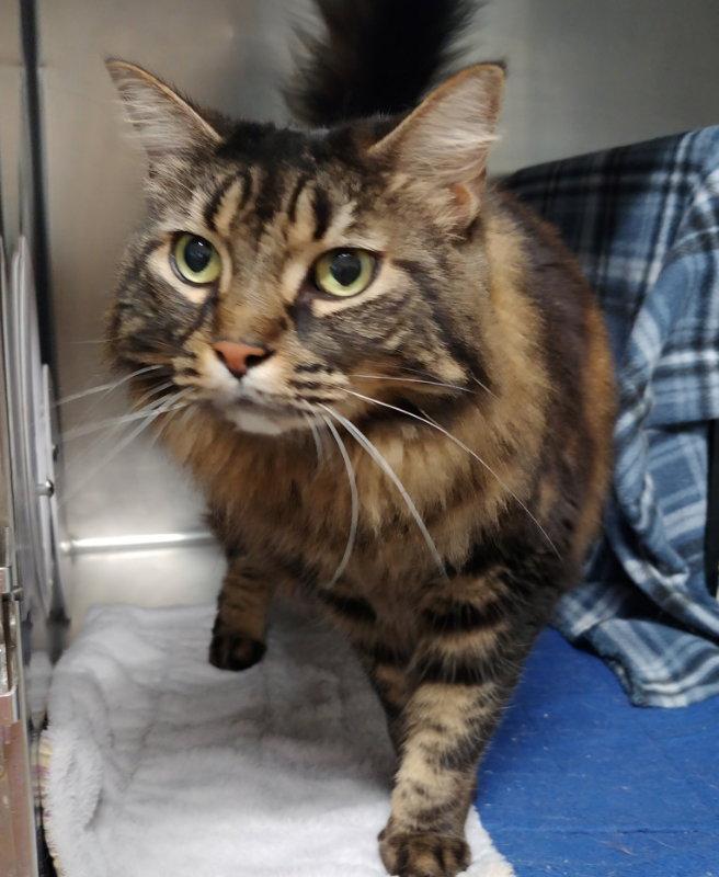 Mocha#, a Adopted mixed breed in Ocala, FL image 3/3