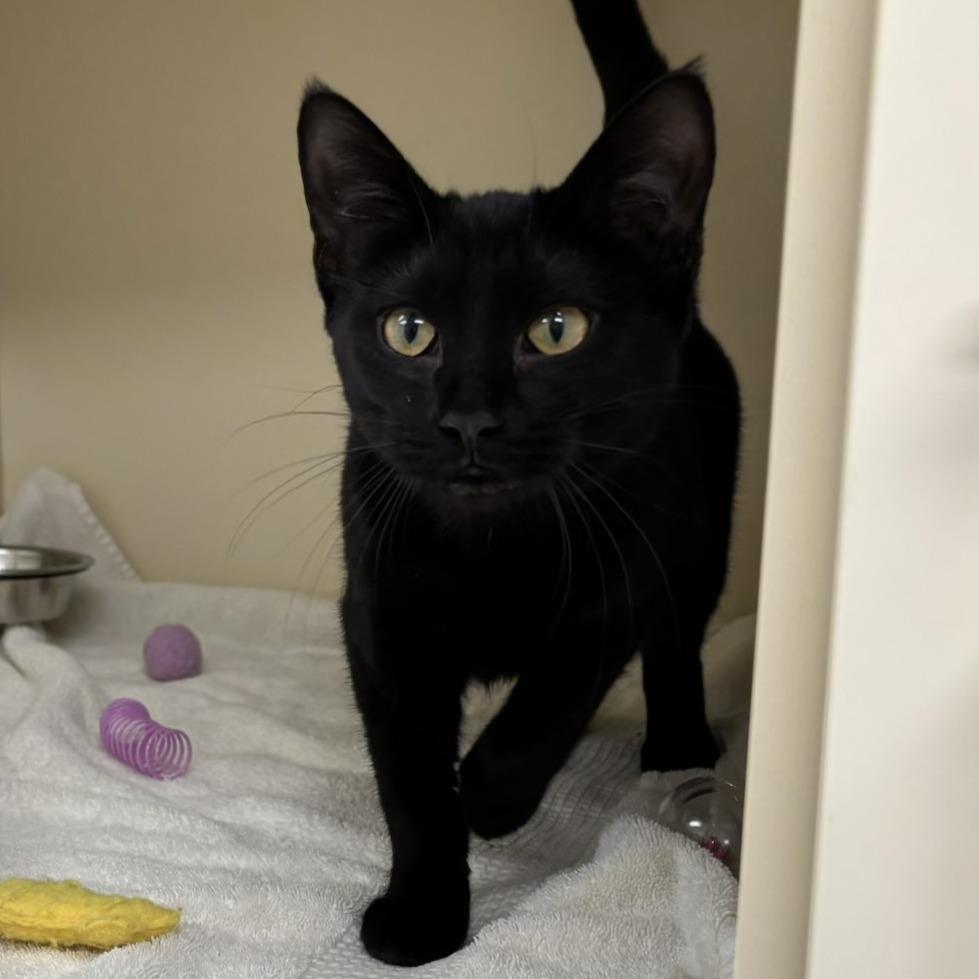 Orbit, Adoptable, Young Male Domestic Short Hair.