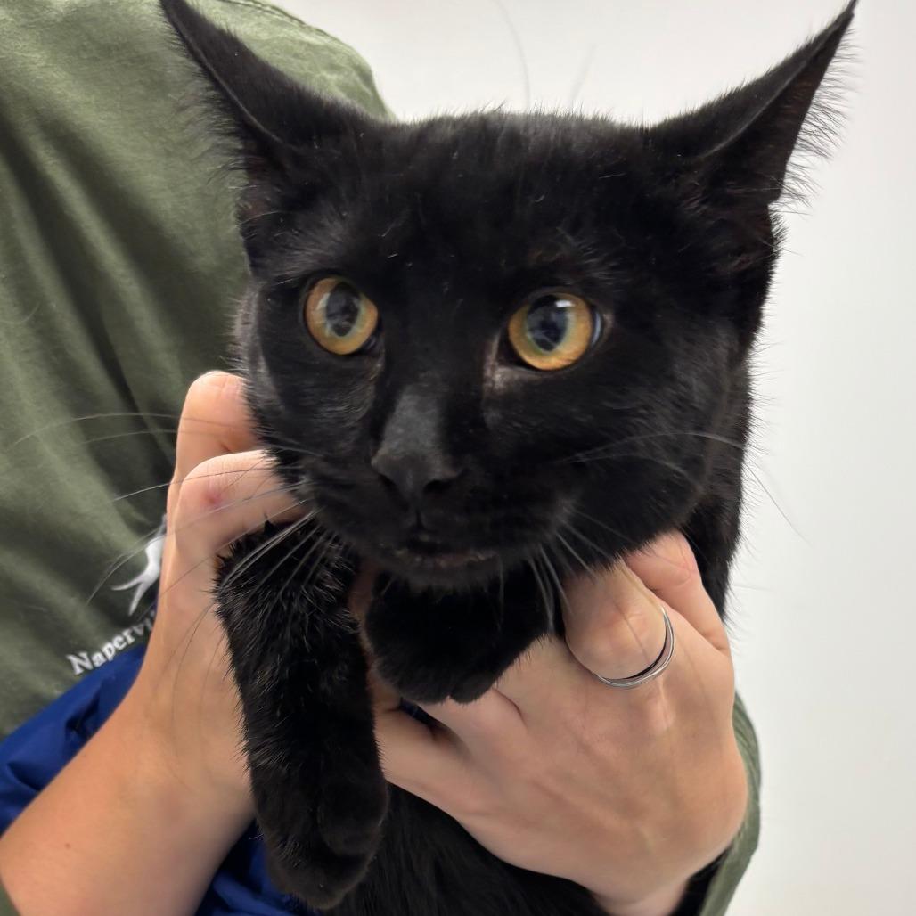 Enlarge Orbit, a Adoptable Domestic Short Hair in Naperville, IL image 2/2