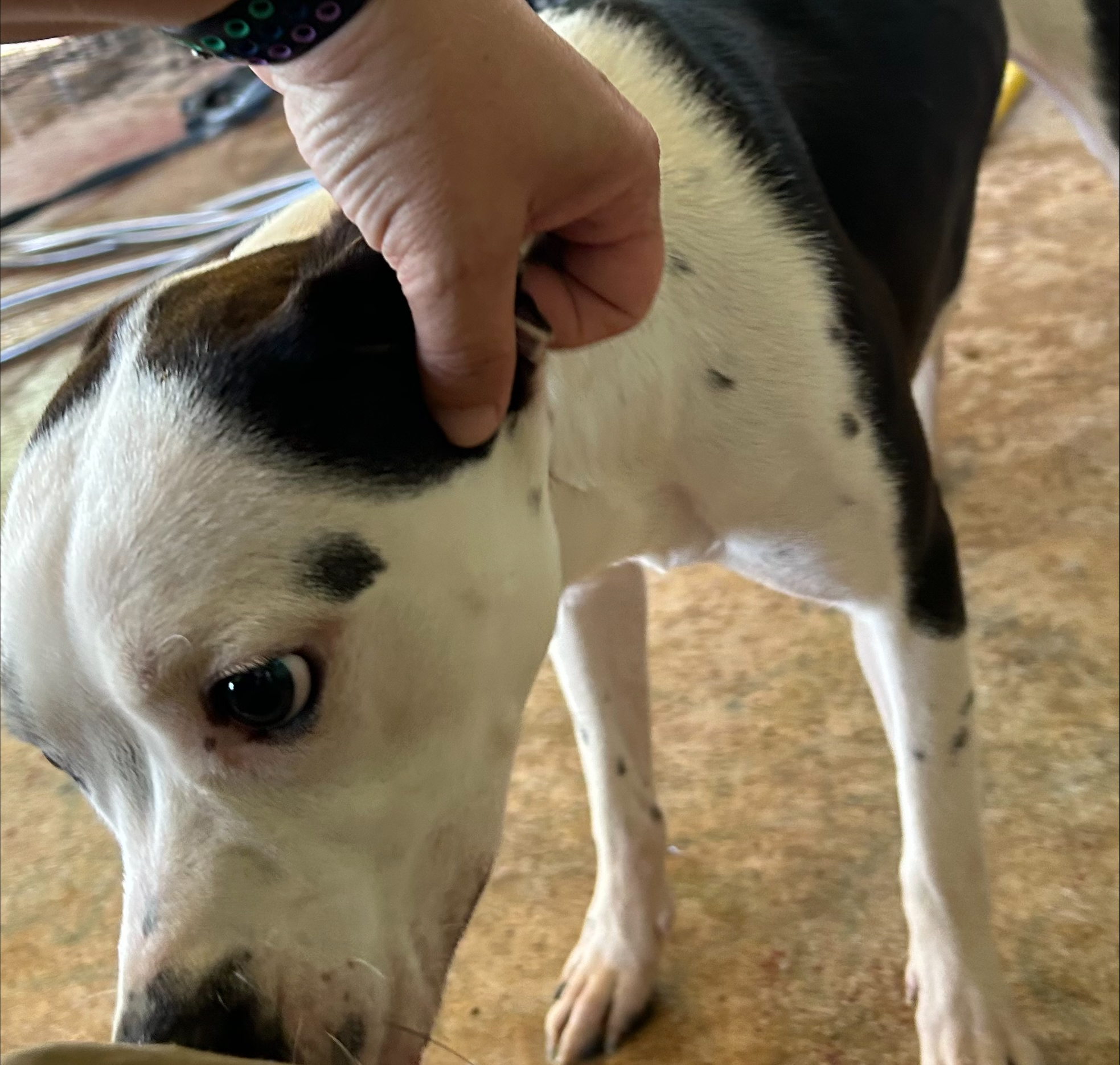 Enlarge Petunia, a Adoptable mixed breed in River oaks, TX image 2/2