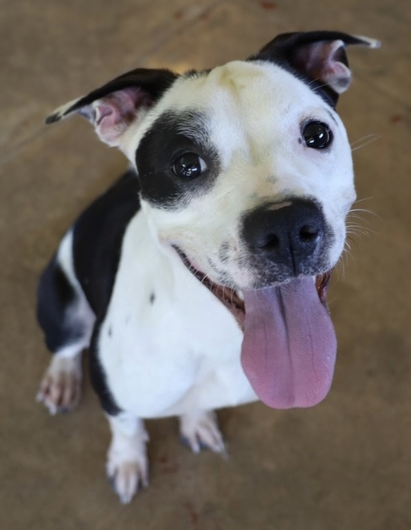 Petunia, Adoptable, Young Female Pit Bull Terrier.
