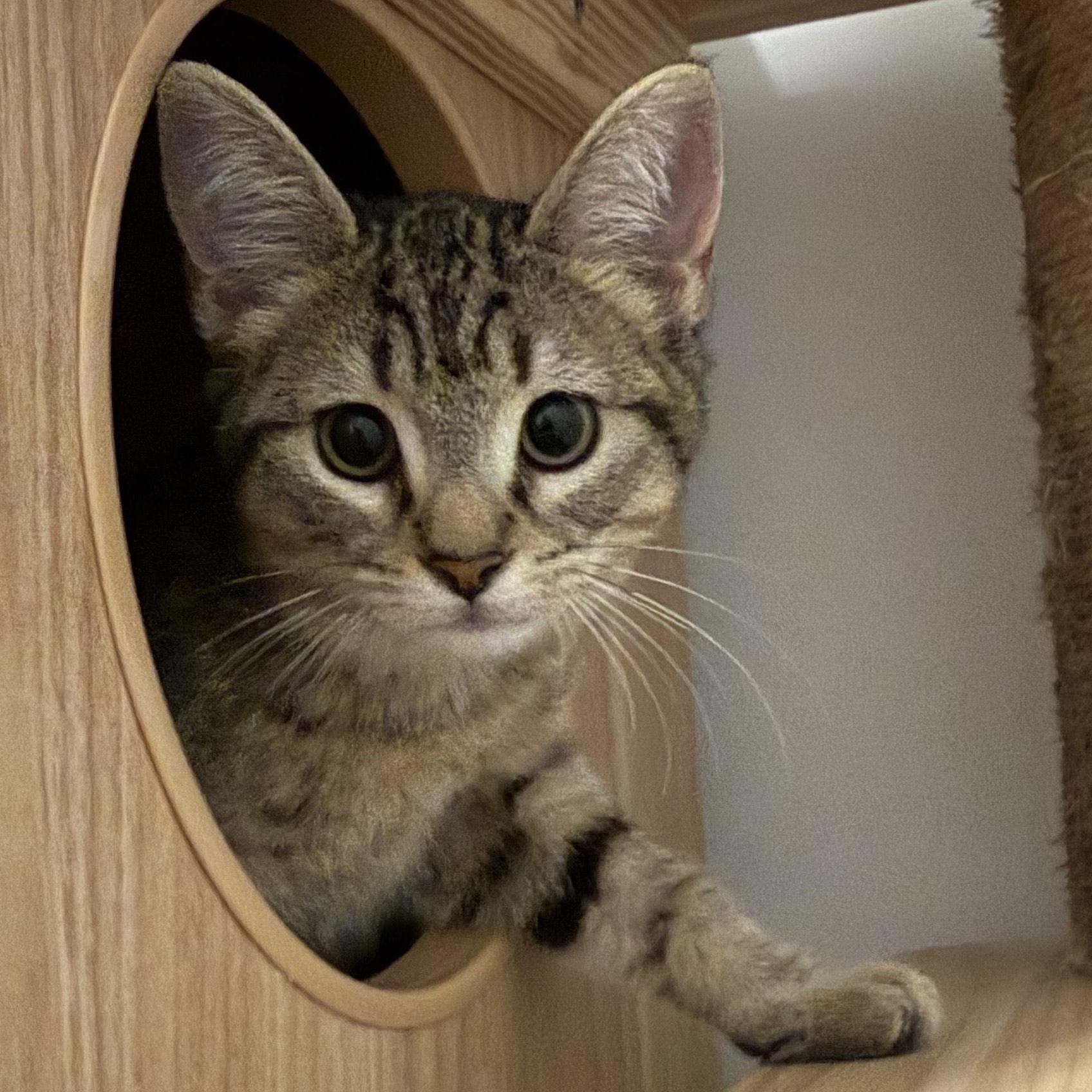 Azalea, adopted, Kitten Female Domestic Short Hair.