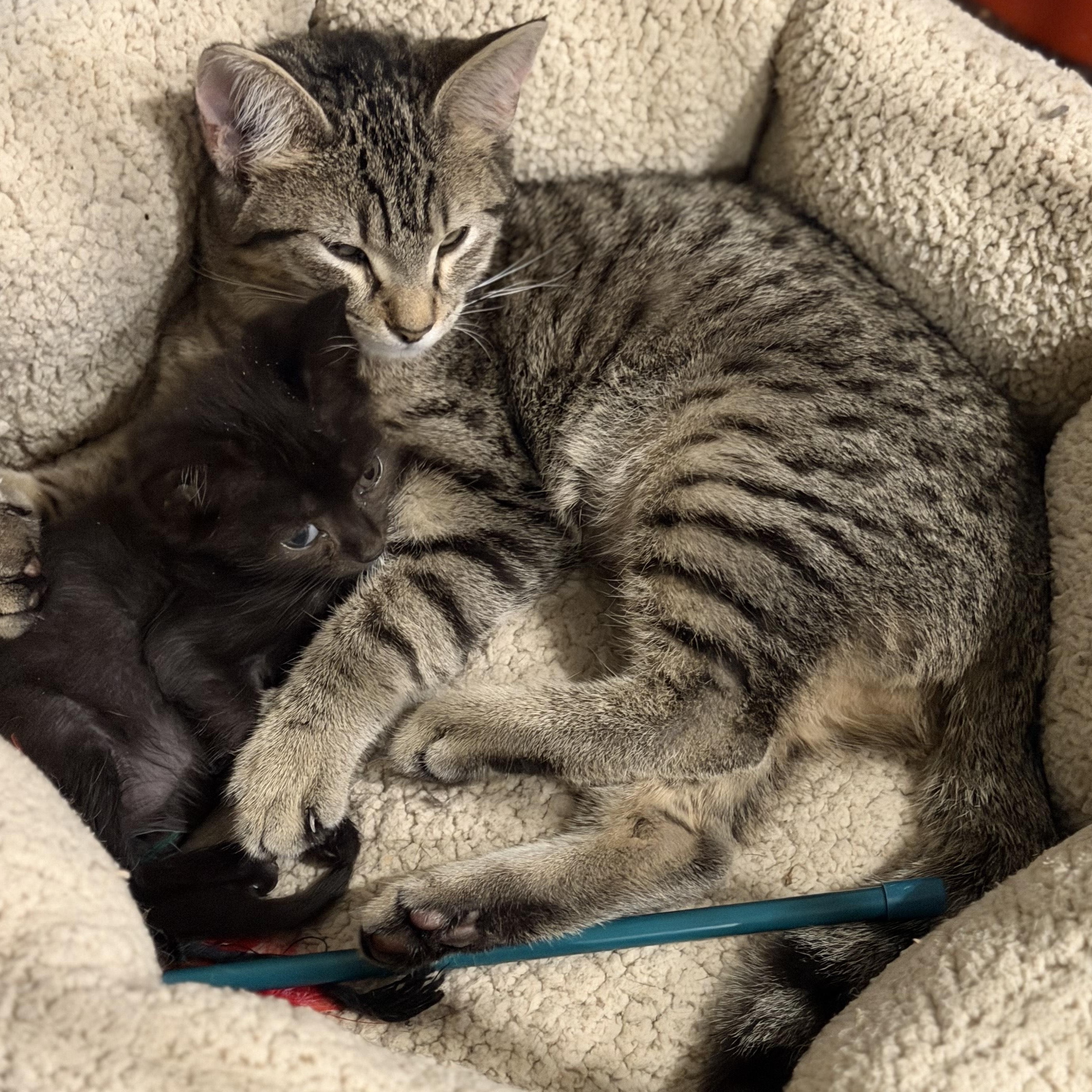 Azalea, an adopted Domestic Short Hair in Beaufort, SC image 2/3