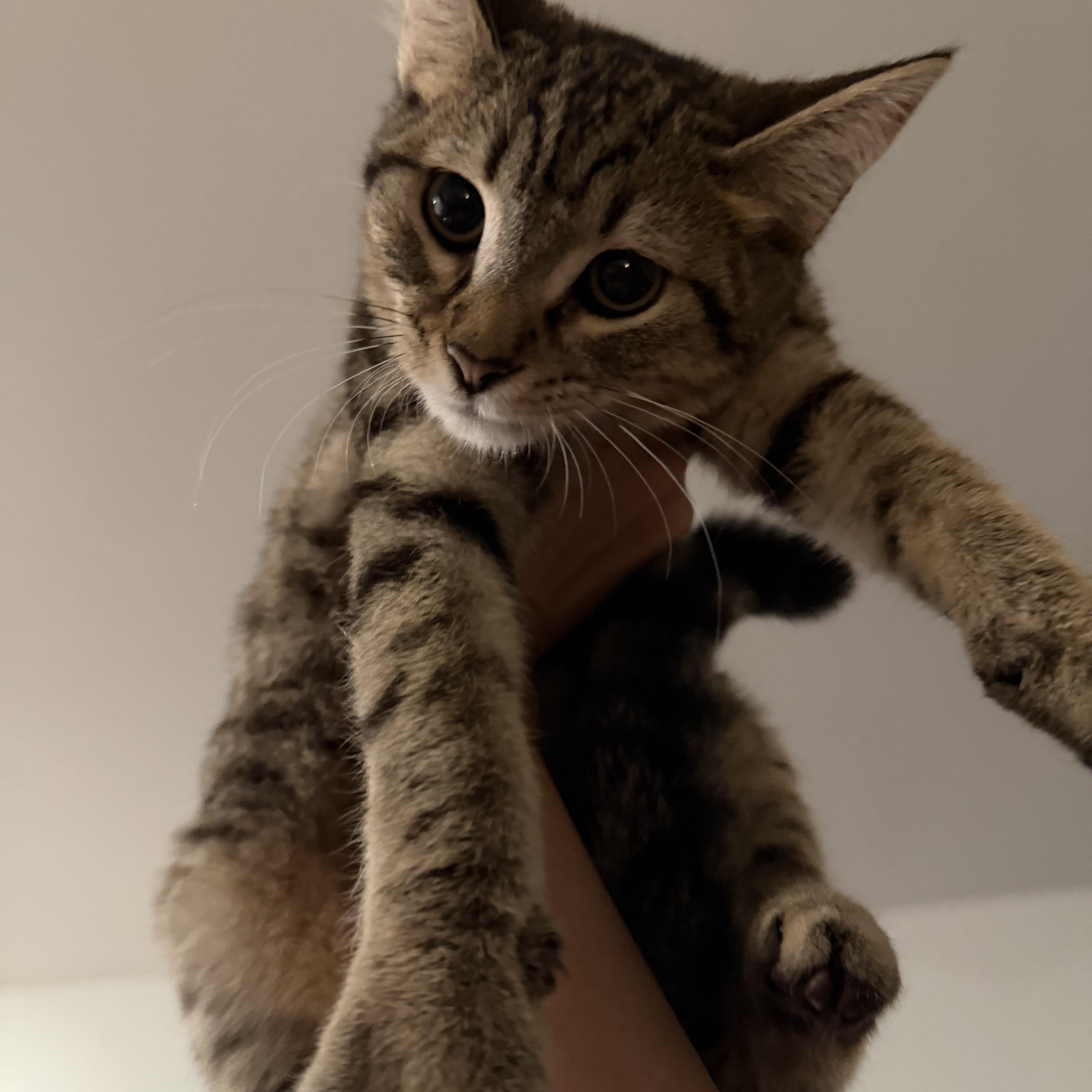 Azalea, an adopted Domestic Short Hair in Beaufort, SC image 3/3