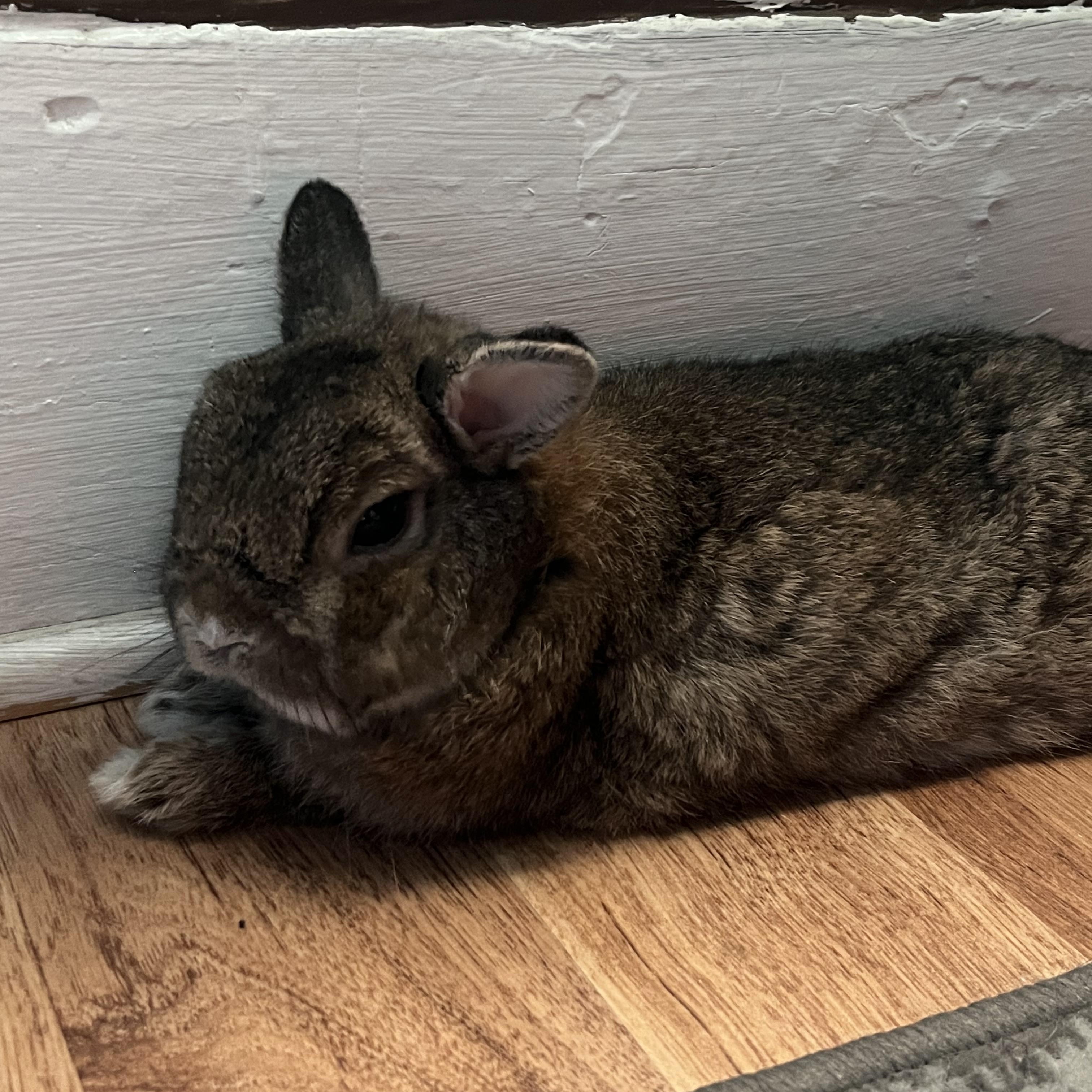 Enlarge Chuck, a Adoptable Netherland Dwarf in New York, NY image 4/6