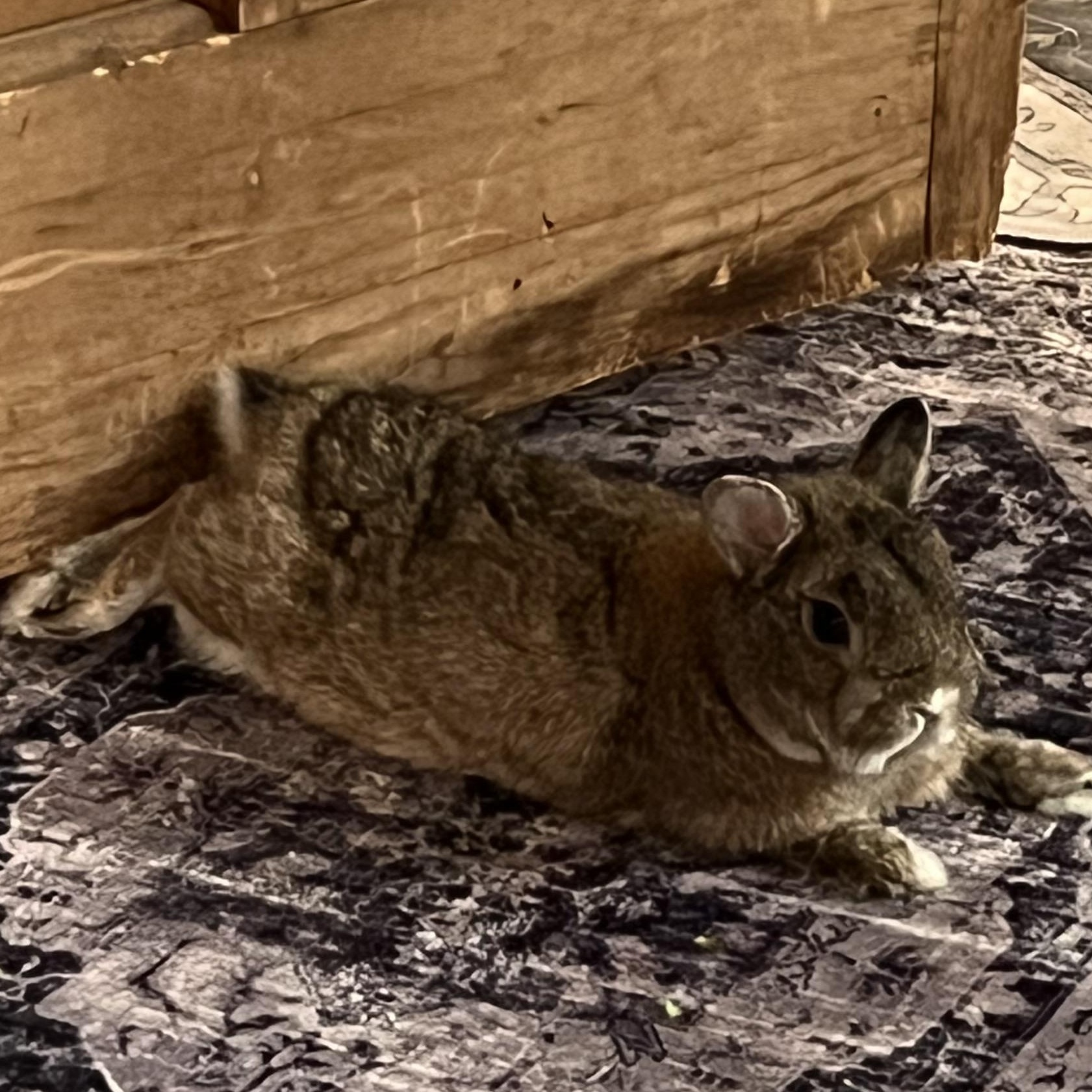 Enlarge Chuck, a Adoptable Netherland Dwarf in New York, NY image 3/6