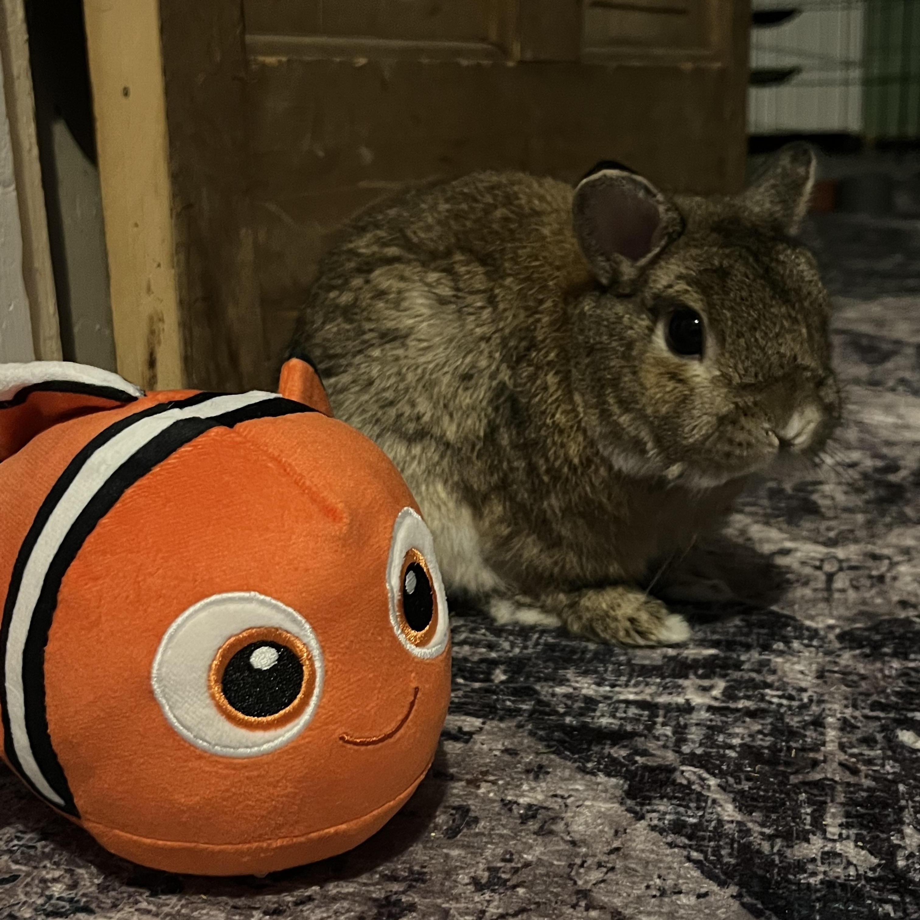 Enlarge Chuck, a Adoptable Netherland Dwarf in New York, NY image 2/6