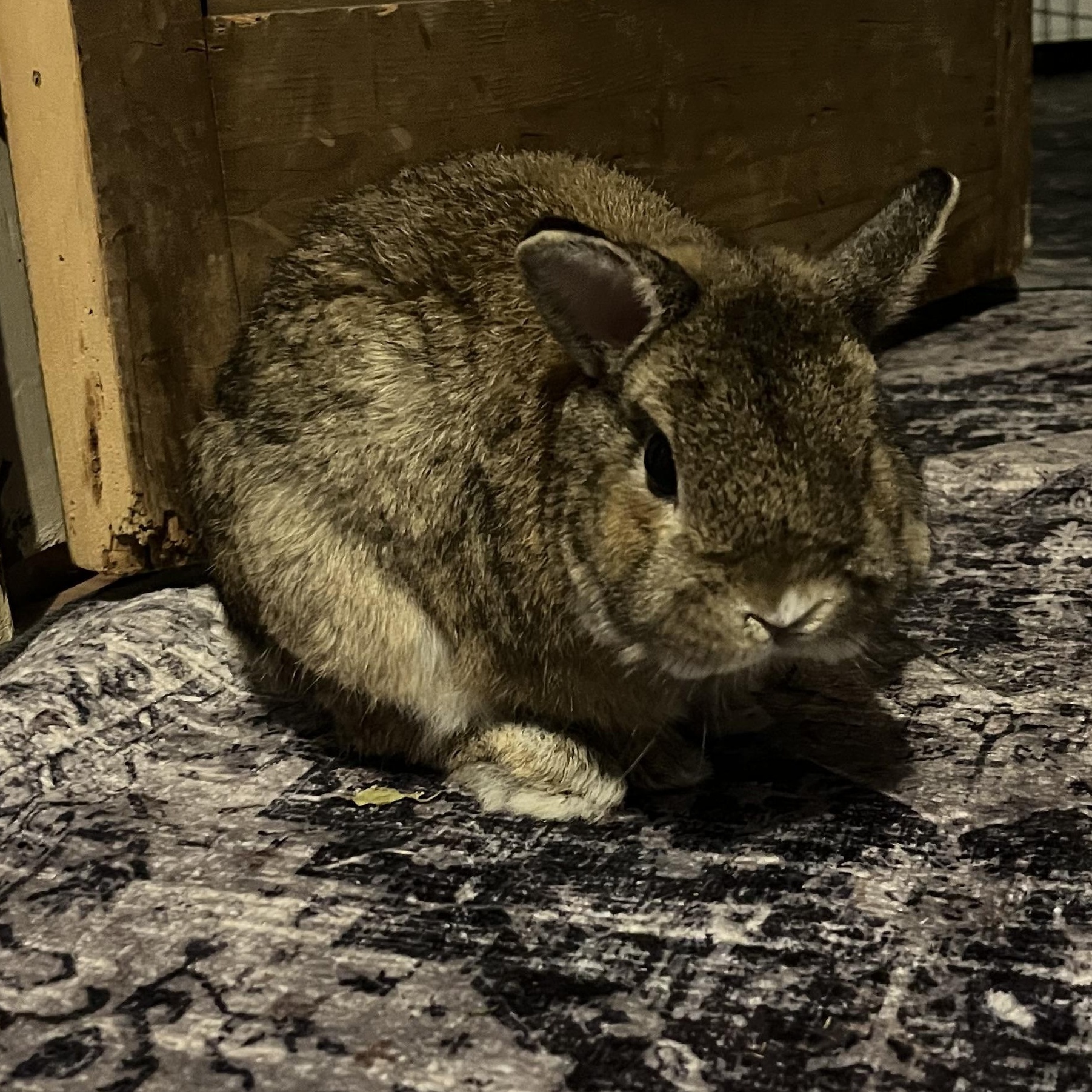 Enlarge Chuck, a Adoptable Netherland Dwarf in New York, NY image 6/6