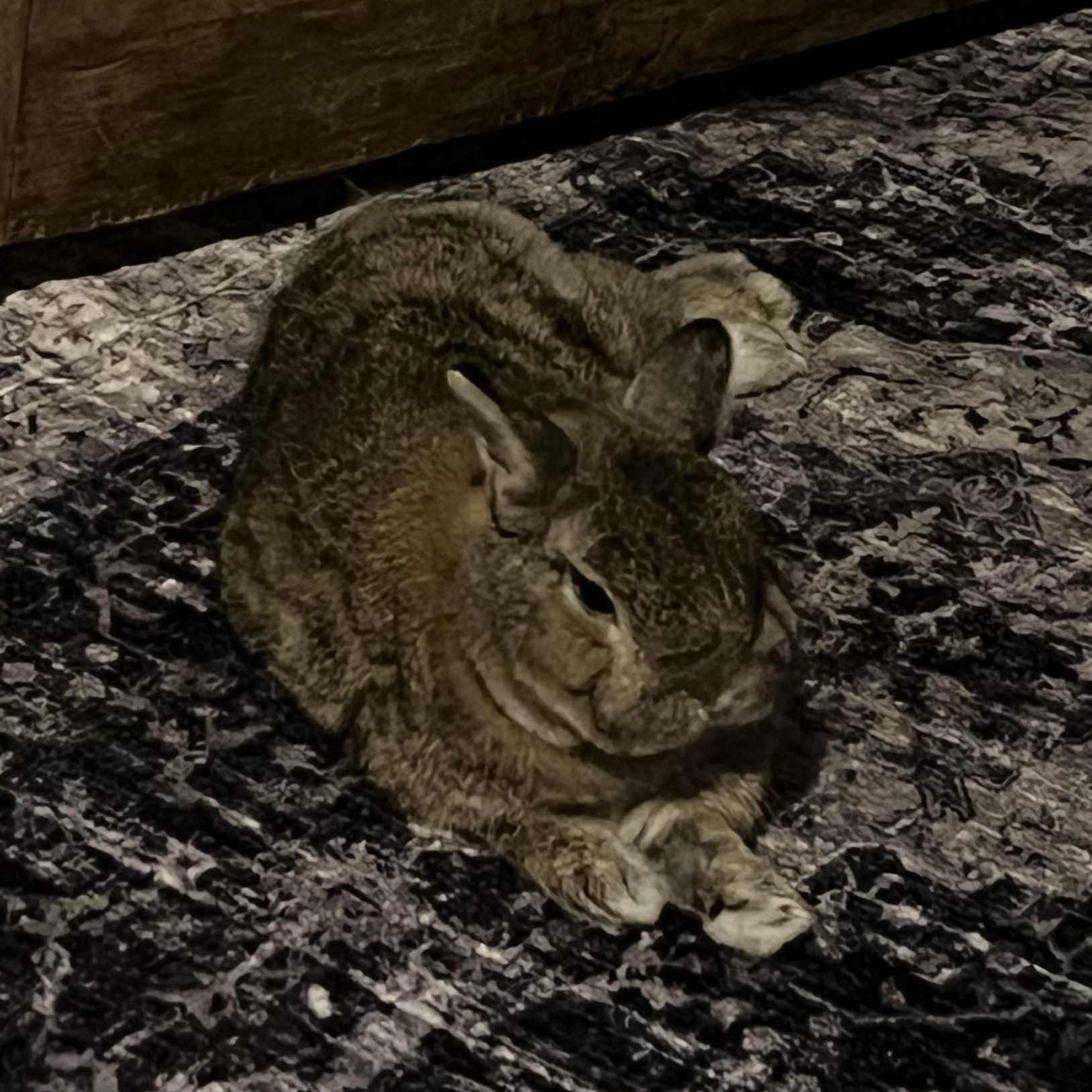 Enlarge Chuck, a Adoptable Netherland Dwarf in New York, NY image 5/6